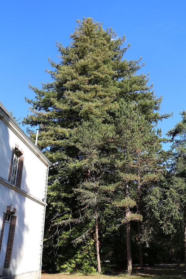 Séquoiadendron giganteum, arboretum national des Barres © Jardinoscope