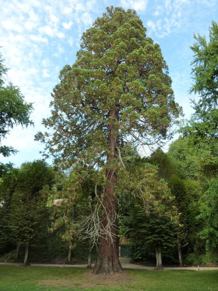 Séquoia géant à Noizay