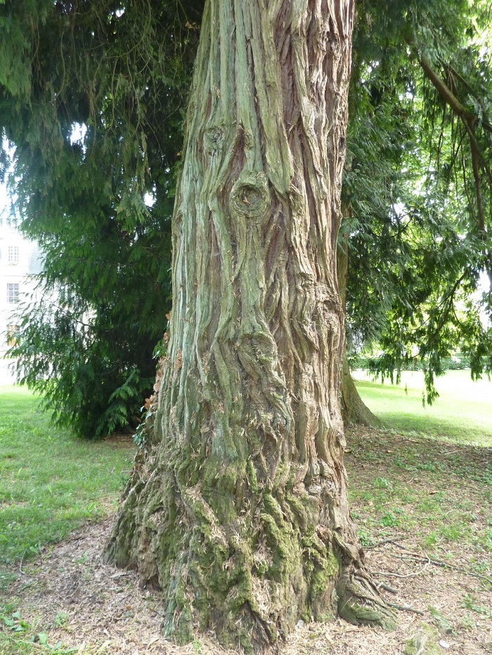 Séquoia géant à Noizay