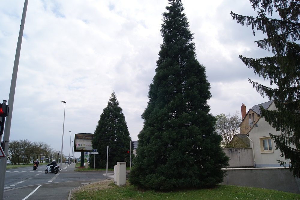 Séquoias géants à Orléans