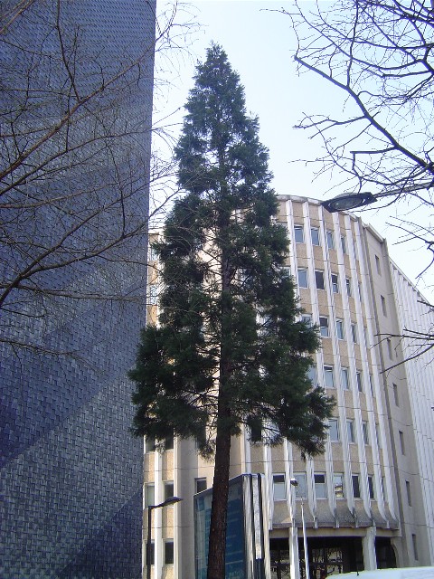 Séquoia géant au numéro 29