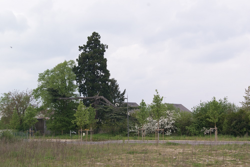 Séquoia géant à Orléans