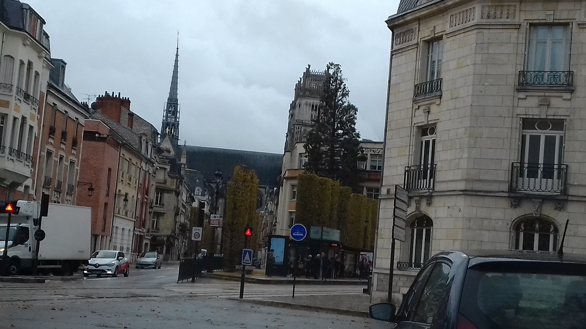 Séquoia géant à Orléans