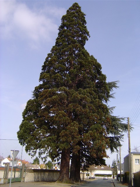 Séquoias géants rue de l'Ormerie 