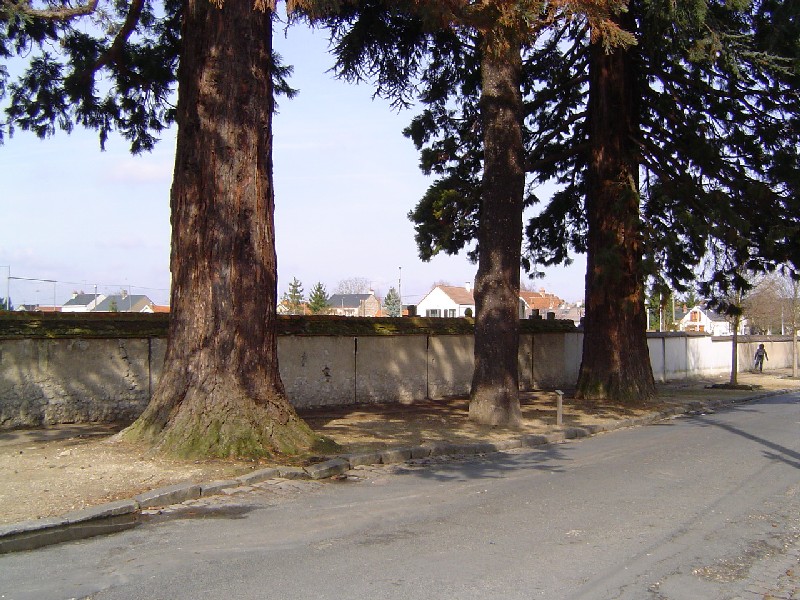 Séquoias géants et cèdre de l'Atlas à Orléans