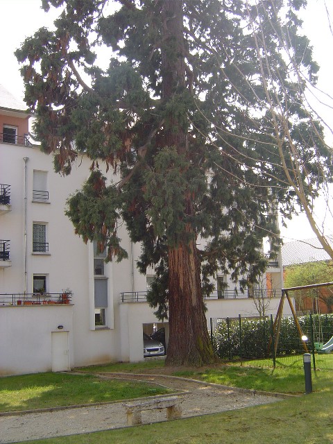 Séquoia géant résidence Villa Narly