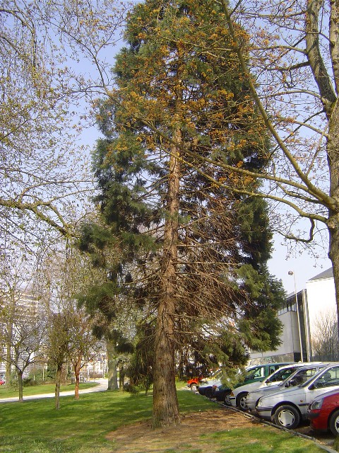 Séquoia géant à Orléans