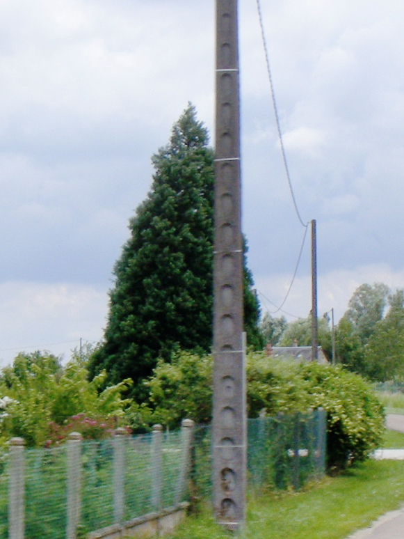 Séquoia géant à Quiers sur Bézonde