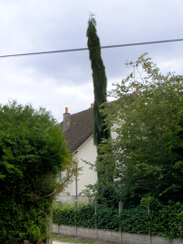 Séquoia géant pendulum