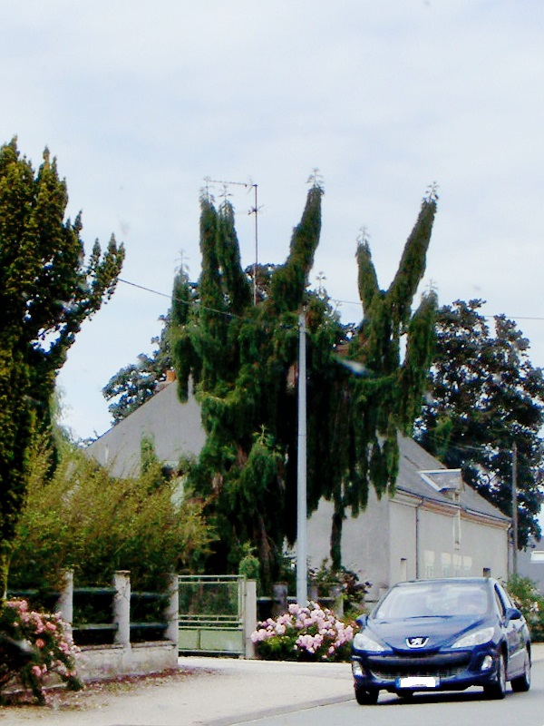 Séquoia géant pendulum