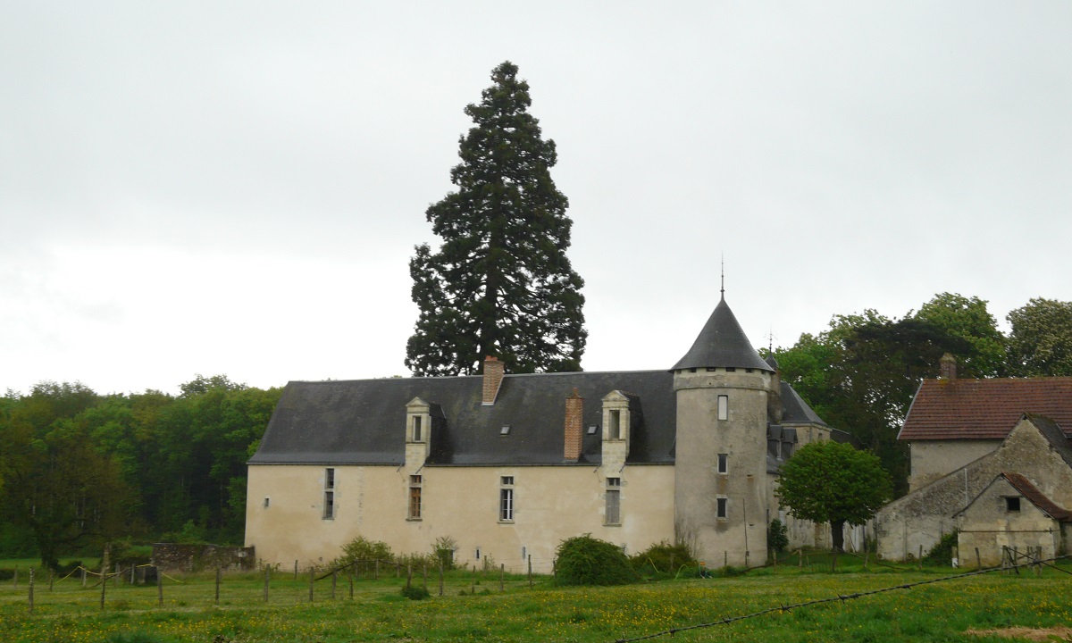 Séquoia géant à Rouziers de Touraine