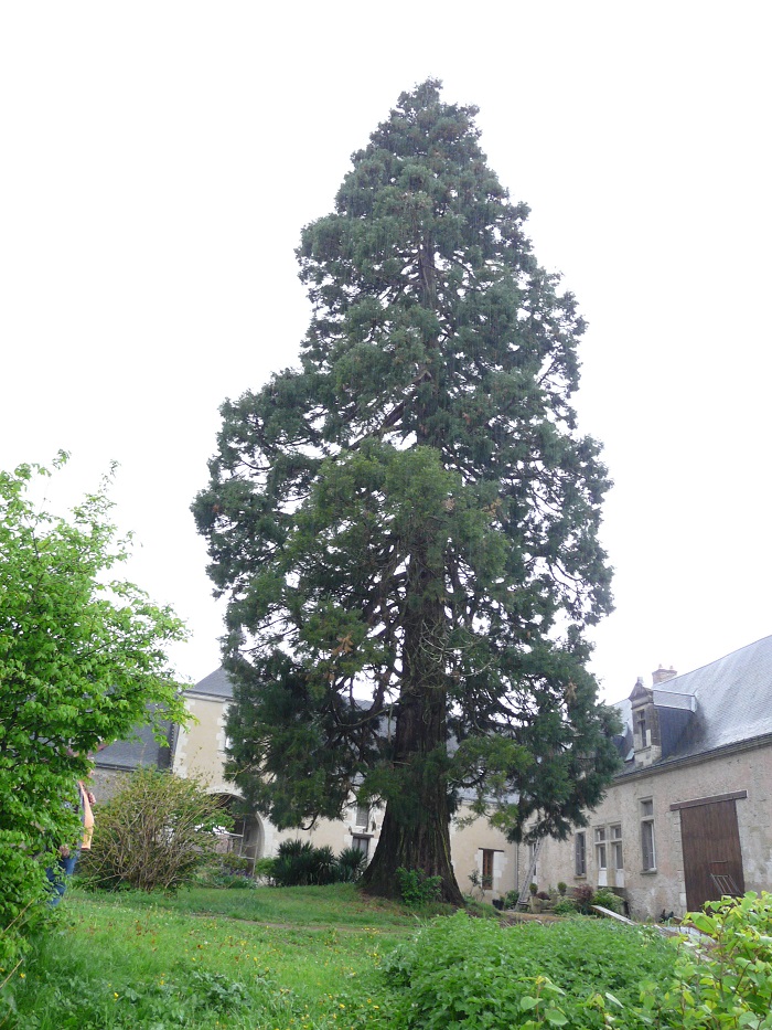 Séquoia géant à Rouziers de Touraine