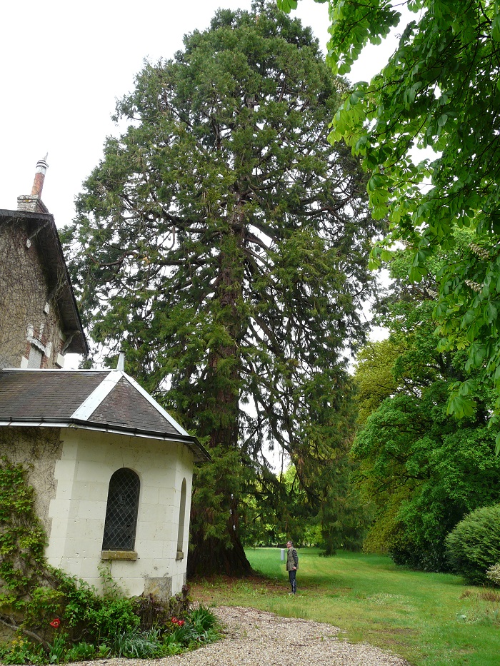 Séquoia géant à St Antoine du Rocher