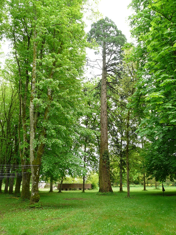 Séquoia géant à St Antoine du Rocher