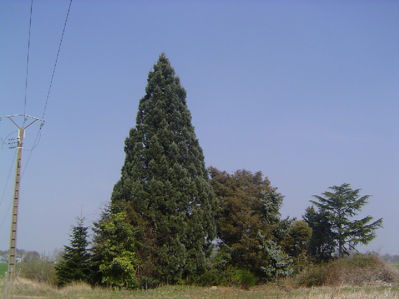 Séquoia géant à St Cyr en Val
