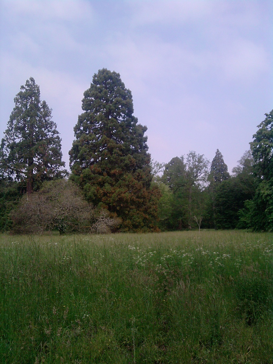 Séquoias géants à St Cyr en Val