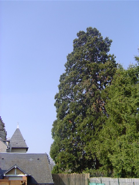 Séquoia géant 41 route de Sandillon
