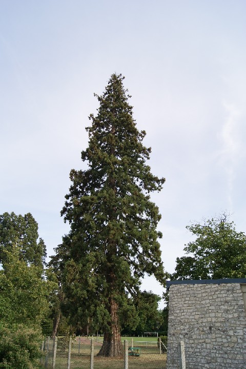 Séquoia géant à St Lubin des Joncherets