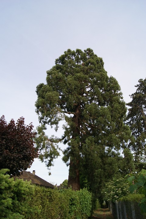 Séquoia géant à St Lubin des Joncherets