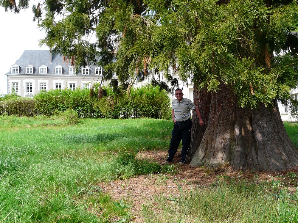 Séquoia géant à St Ouen les Vignes