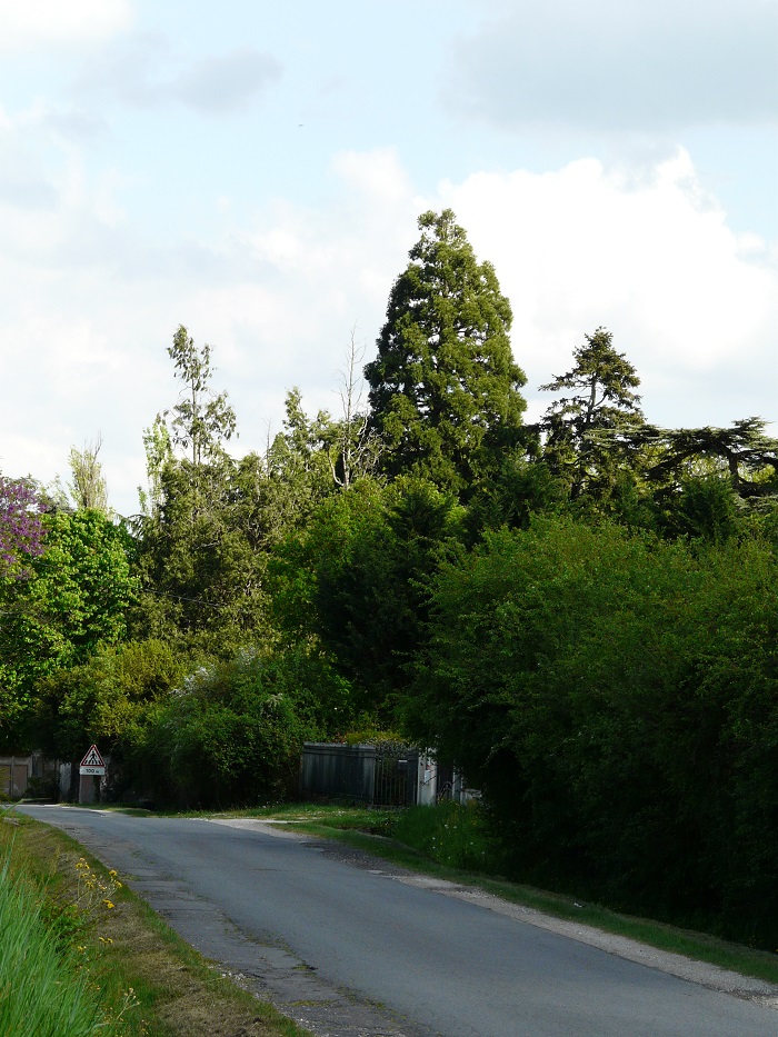 Séquoia géant à St Règle