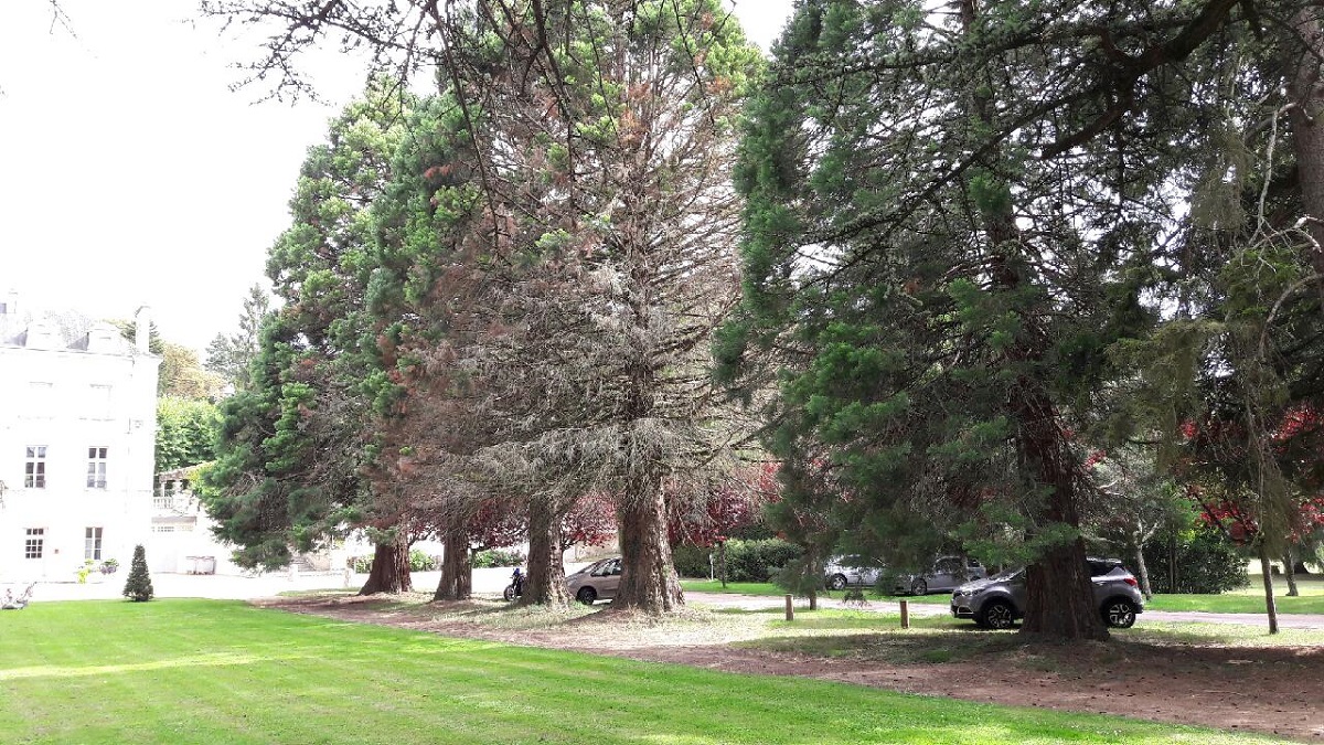 Séquoias géants 