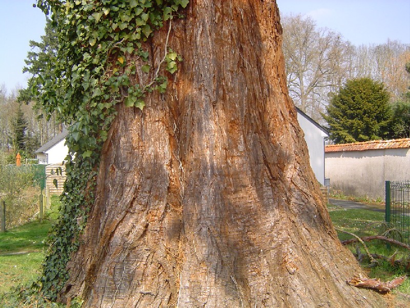 Séquoia géant de Tigy