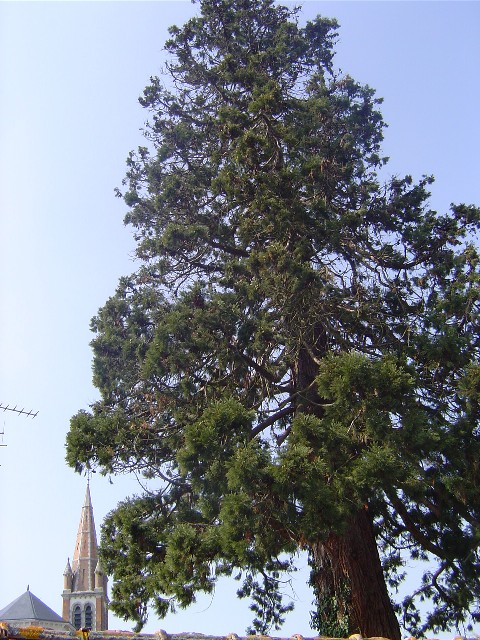 Séquoia géant et clocher à Tigy