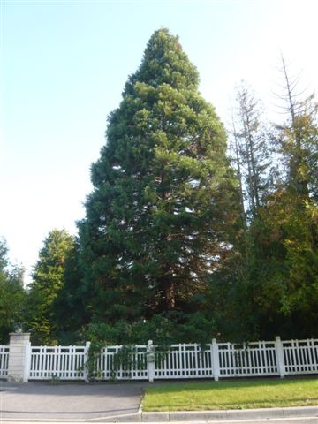 Séquoia géant à Avenay Val d'Or
