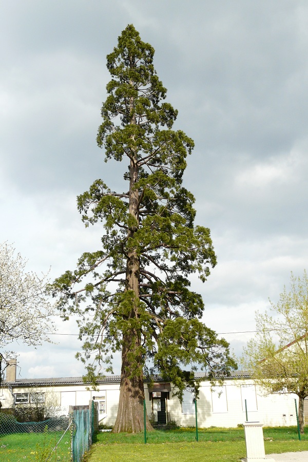 Séquoia géant à Chalindrey