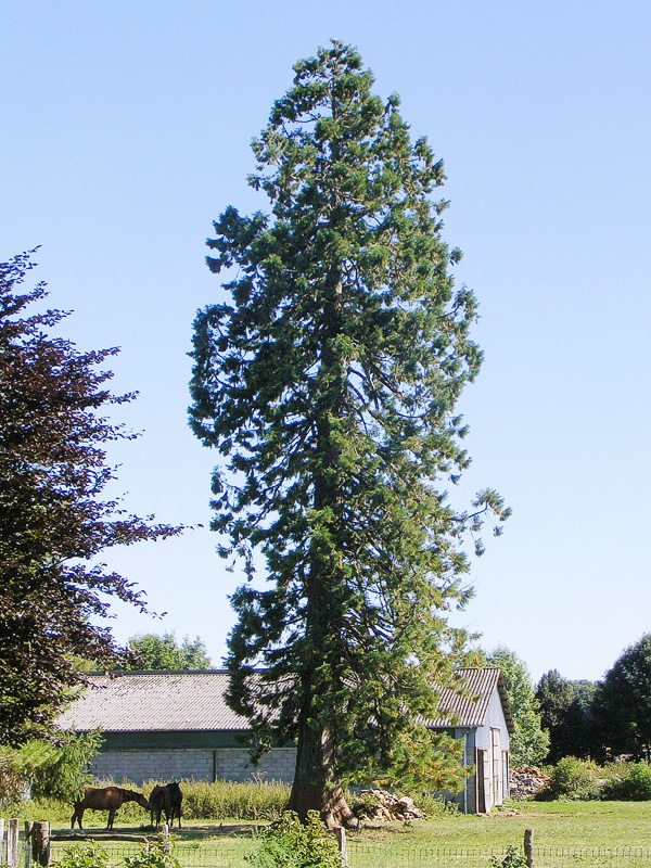 Séquoia géant à Dammartin sur Meuse