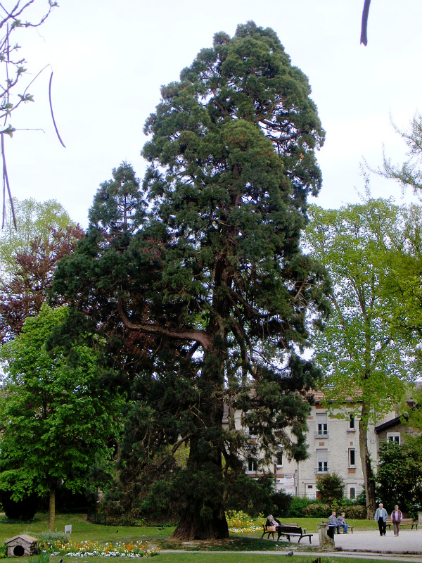 Séquoia géant à Epernay