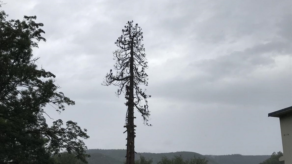 Séquoia géant à Fumay