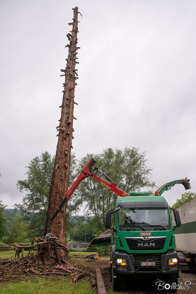 Séquoia géant à Fumay