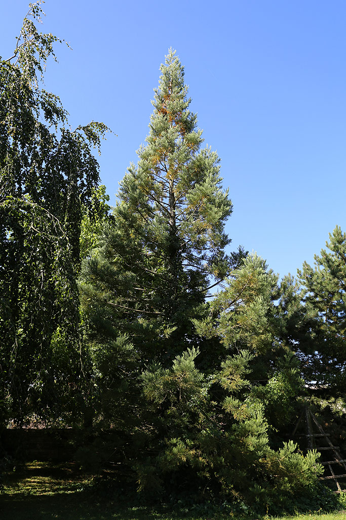 Séquoia géant à Liffol le Petit