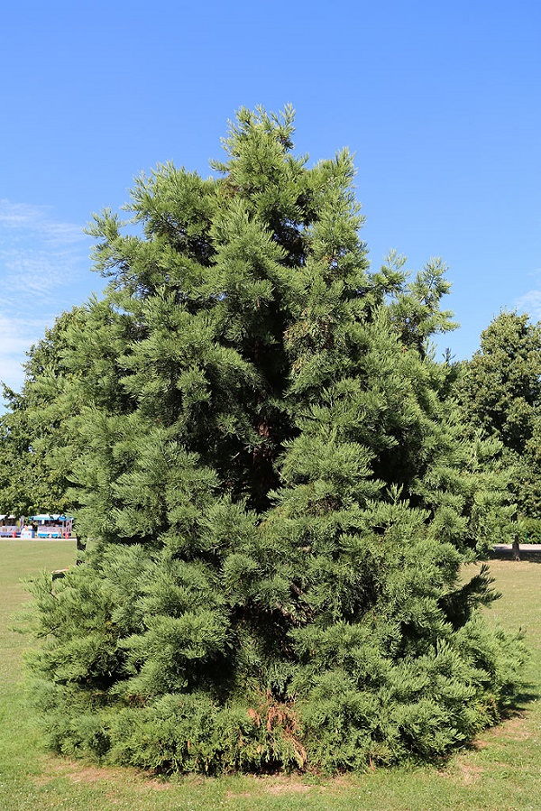Séquoia géant à Reims