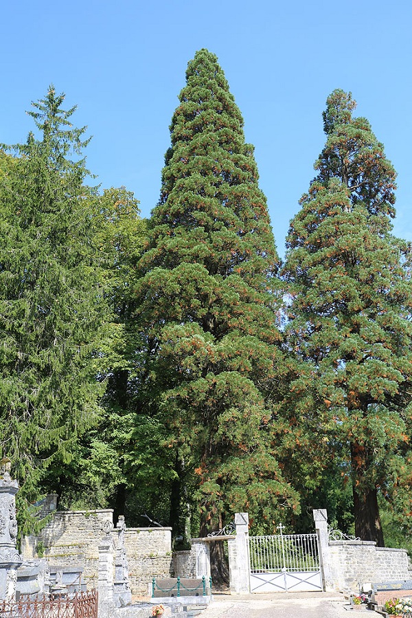Séquoias géants à Val de Meuse