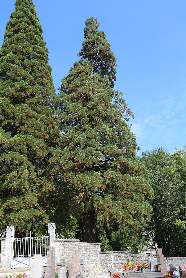 Séquoias géants à Val de Meuse