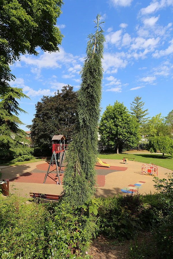  séquoia pendulum à Vitry le François