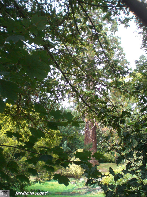 Séquoia géant à Châteauroux