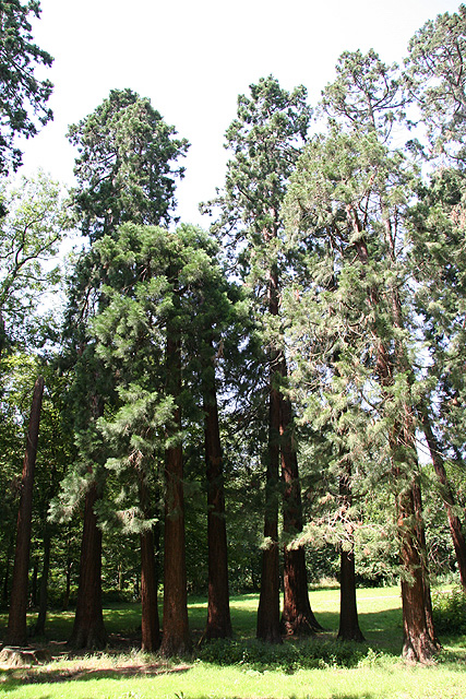 Séquoias géants à Châtenay-Malabry © Stéphane Sudre