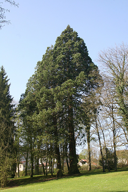 Séquoias géants du Parc Thermal © Stéphane Sudre