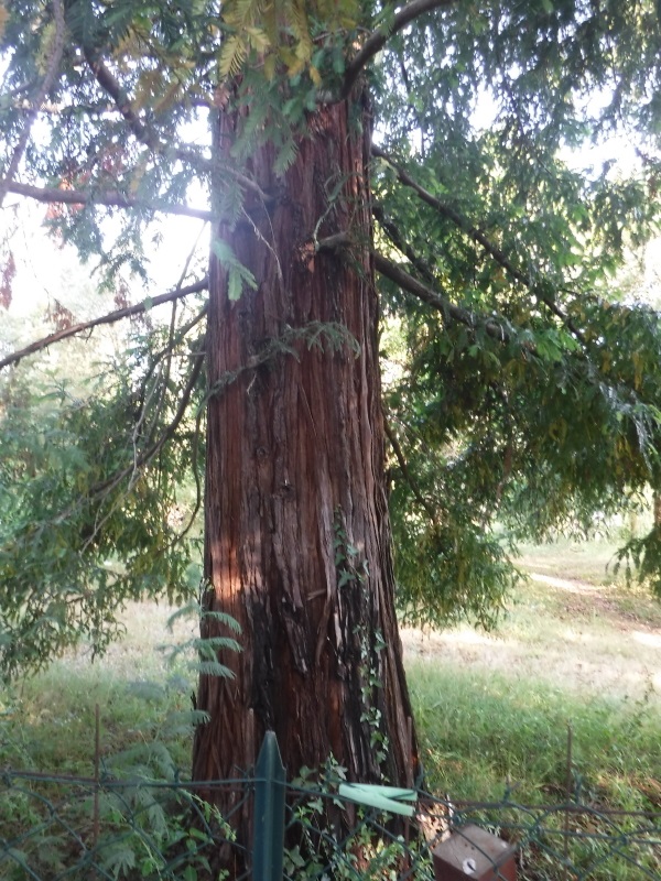 Séquoia sempervirens