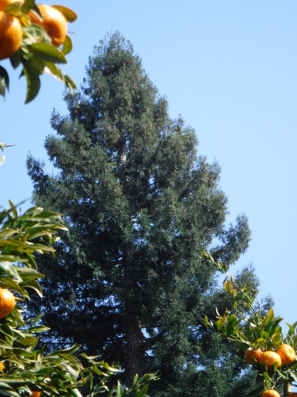 Séquoia sempervirens