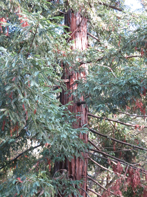 Séquoia sempervirens