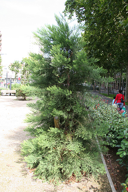 Jeune sequoiadendron giganteum, Courbevoie © Stphane Sudre