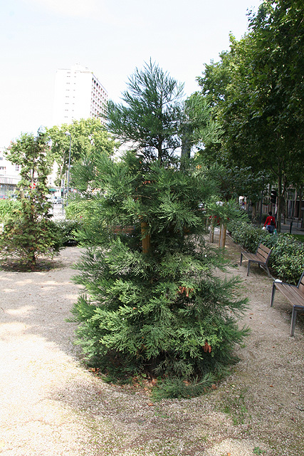 Petit séquoia à Courbevoie © Stéphane Sudre