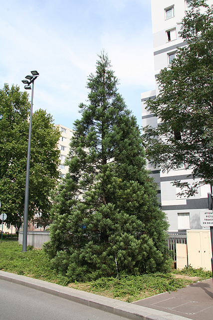 sequoiadendron giganteum, Courbevoie ©Stéphane Sudre