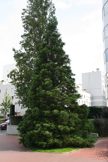 Rue Henri Regnault à Courbevoie ©Stéphane Sudre