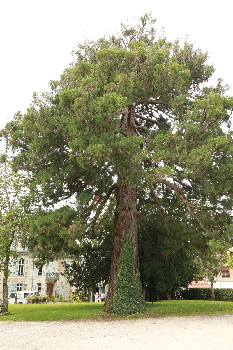 Séquoia géant à Arbois